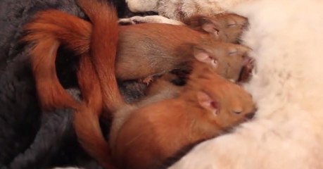 After They Were Orphaned, These Tiny Red Squirrels Found An Unexpected Adoptive Mum