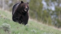 Grizzly bear killed by a mountain goat double its size