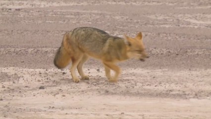 Woman rescues mysterious animal but experts have no idea what species it really is