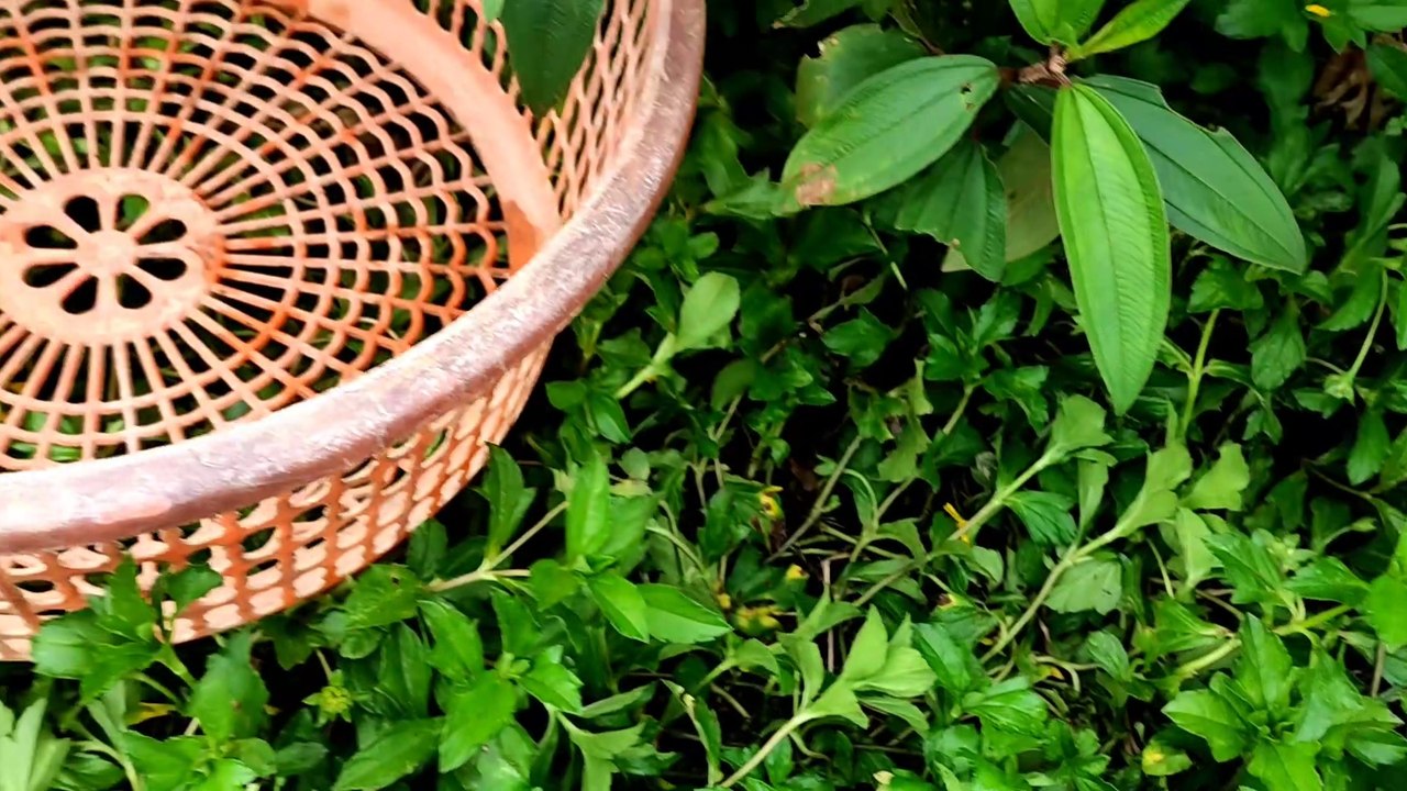 Mencari Mainan Mobil Polisi, Kapal Layar, Mobil Tentara, Mobil Tentara, Mobil Balap, Truk Tangki