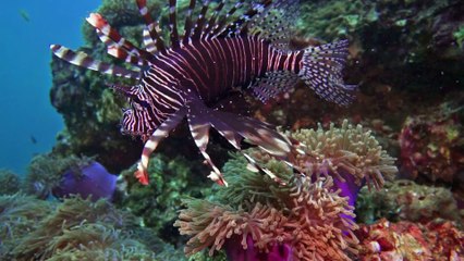 Dangerous human-paralysing fish seen in British beach for the first time in history