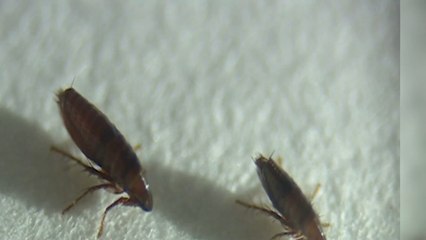 Worst plague of fleas to hit the UK this autumn