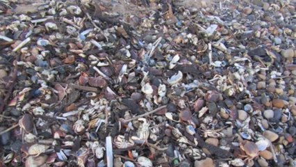 Alarm raised as thousands of dead sea creatures wash up on UK beach