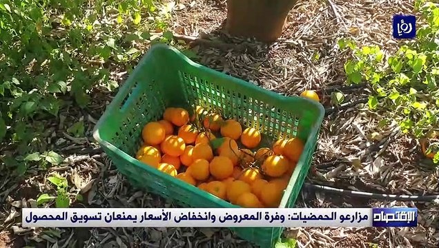 مزارعو الحمضيات: وفرة المعروض وانخفاض الأسعار يمنعان تسويق المحصول