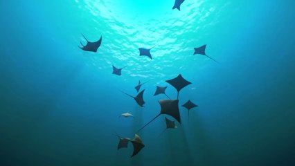 Divers save a giant manta ray stuck in a fishing net