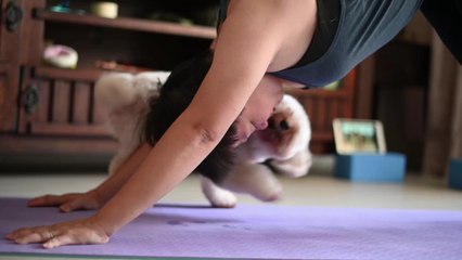 COVID-19: Alpha variant can lead to severe heart disease in pets