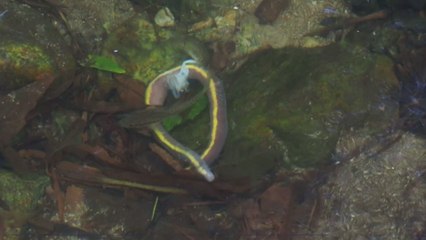 Mysterious eyeless, worm-like amphibians spotted in Florida