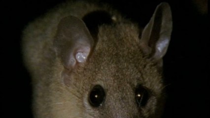 Woman held hostage by possum in her home