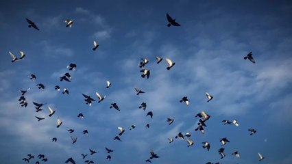 Animals are evolving to cope with the climate crisis