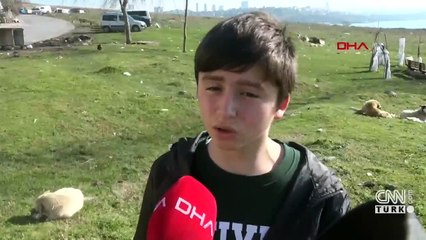 Zehirlenen üç köpekten sadece gebe olanı kurtarılabildi