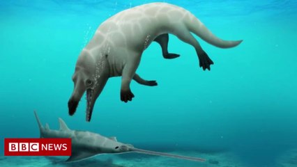 Freaky fingers discovered underneath whale’s flipper