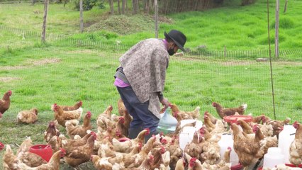 Bird flu: Should we be worried about an outbreak?