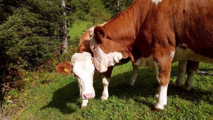 Villagers worship a three-eyed cow with four nostrils