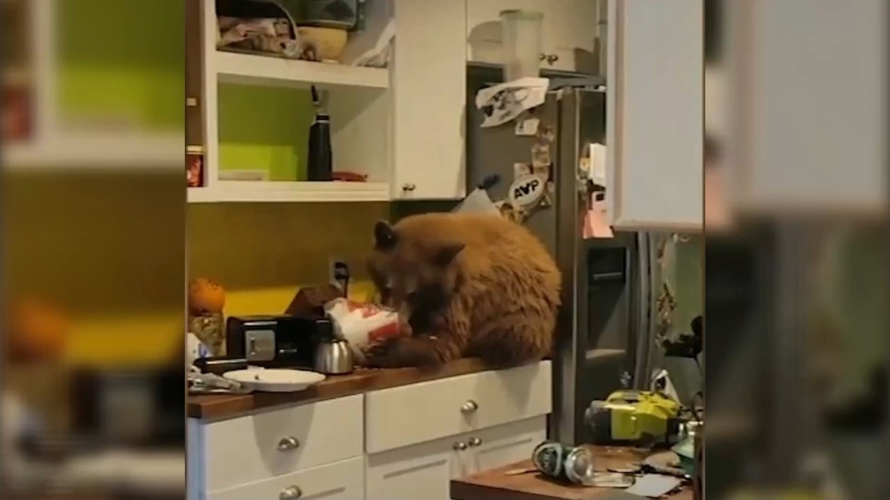 Man shocked to find bear in his kitchen eating from his KFC bucket