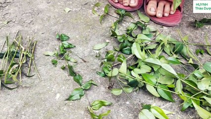 Giâm Giống Dược Liệu Chè Vằng - Huynh Dược Liệu