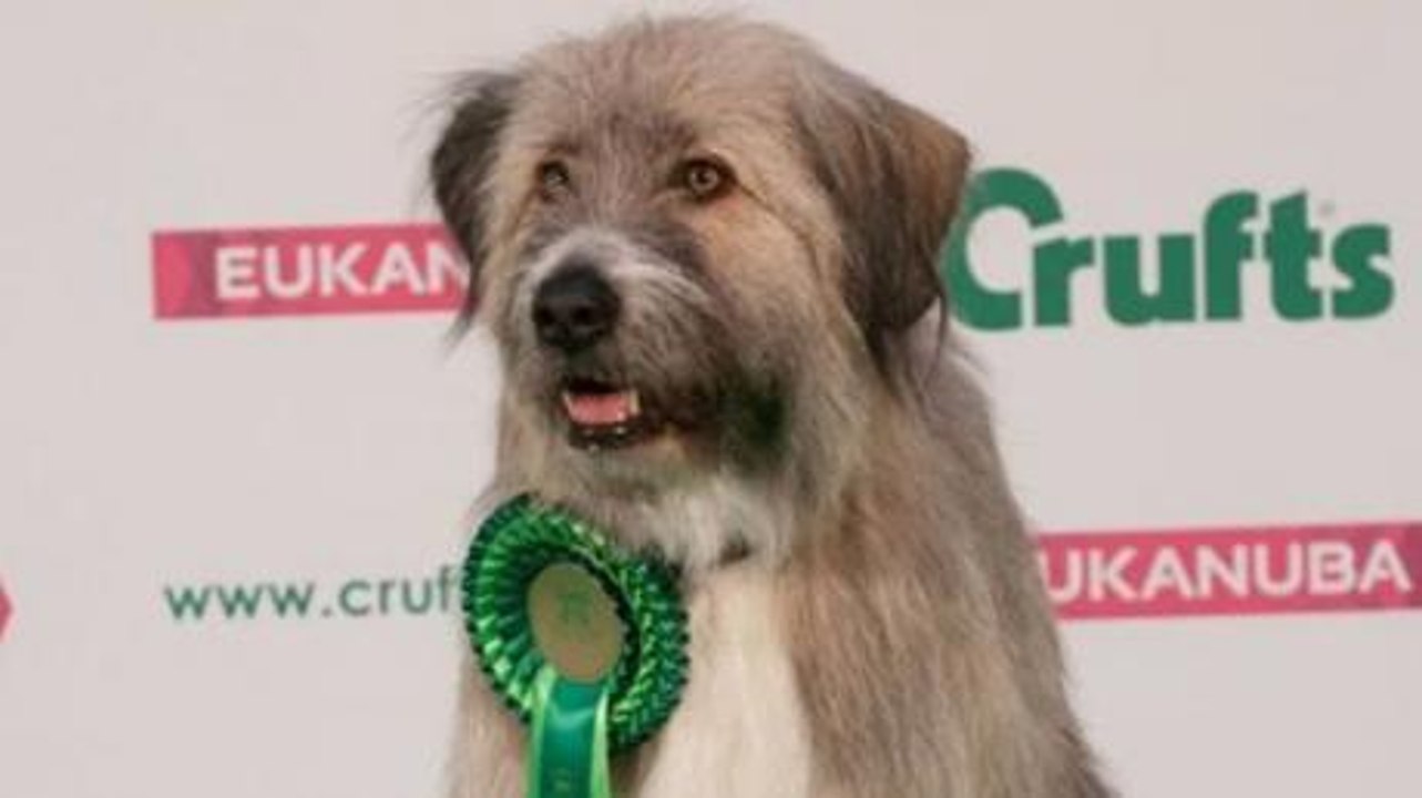 This Dog Messed Up His Agility Course, And It’s The Cutest Thing We've Seen All Year