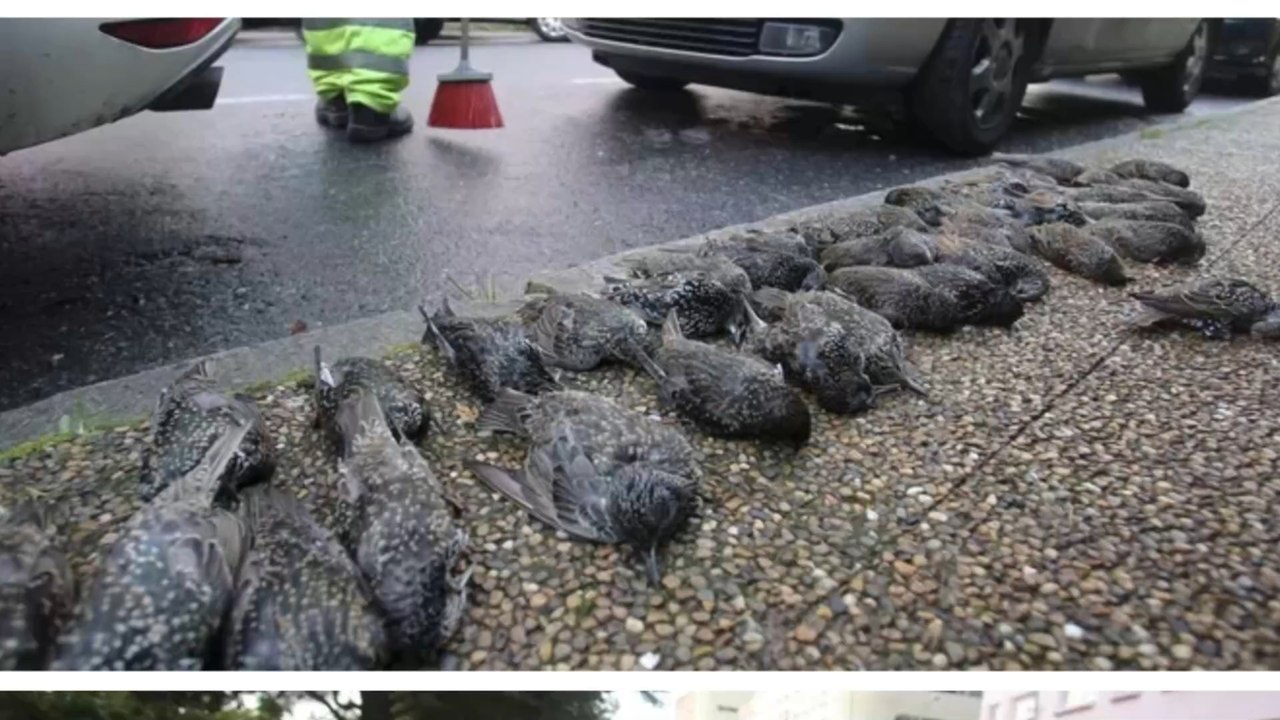 200 birds drop dead from the skies