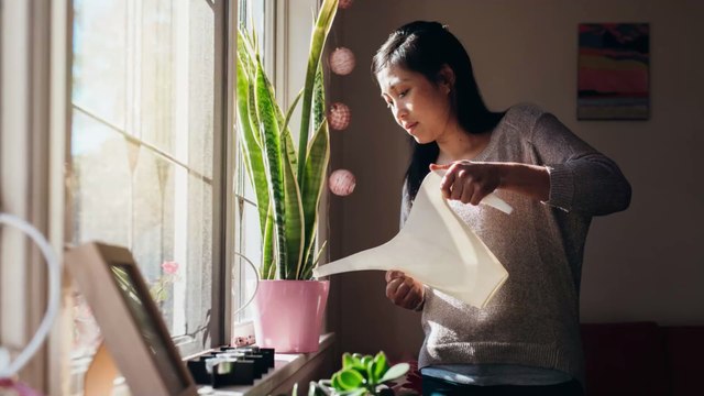 Researchers confirm that houseplants can relieve lockdown stress