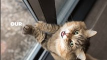 The 6 mistakes vets say every cat owner must stop doing