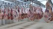 Spain’s ham sniffers prepare for a hectic season, sniffing 800 hams daily