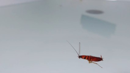 He thought he had water in his ear, but what the doctor found will disgust you