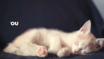 Do cats develop the same character traits as their owners?
