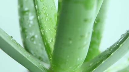 The amazing properties of aloe vera