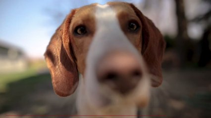 COVID-sniffing dogs found to be more accurate than lateral flow tests