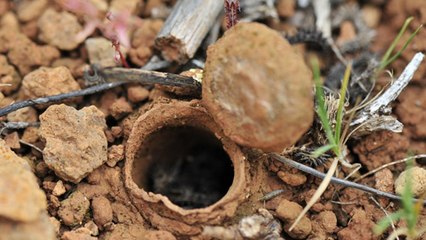 If You See This On The Ground - Run Away Immediately!