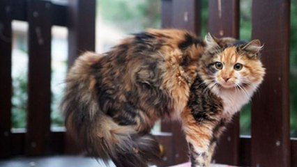 Your Cats Body Language, Explained!