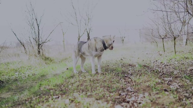 This photo of an almost completely shaved husky is making the Internet smile