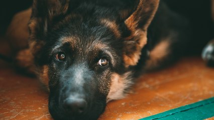 The First Dog to Contract Coronavirus Has Died