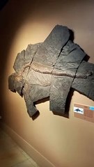 Muséum d'histoire naturelle de Grenoble (26)