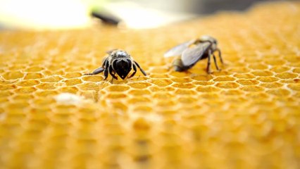 Buzz-worthy facts about yummy honey you should know