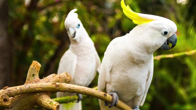 Australian cockatoos discover ways to open bin lids by observing others