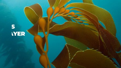 Here’s why seaweed is becoming a major player in skincare