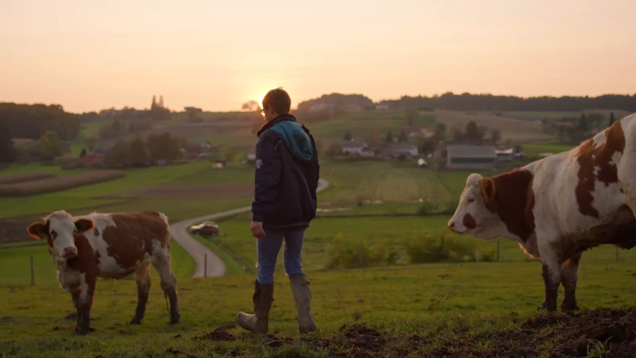 Mad Cow disease found on a Somerset Farm