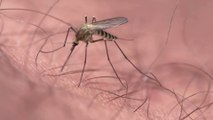 West Nile virus: Mosquito season has lead to the rise of this serious disease