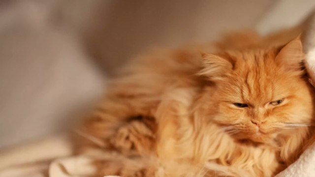 Cats in lockdown are sick of their owners, veterinarian says