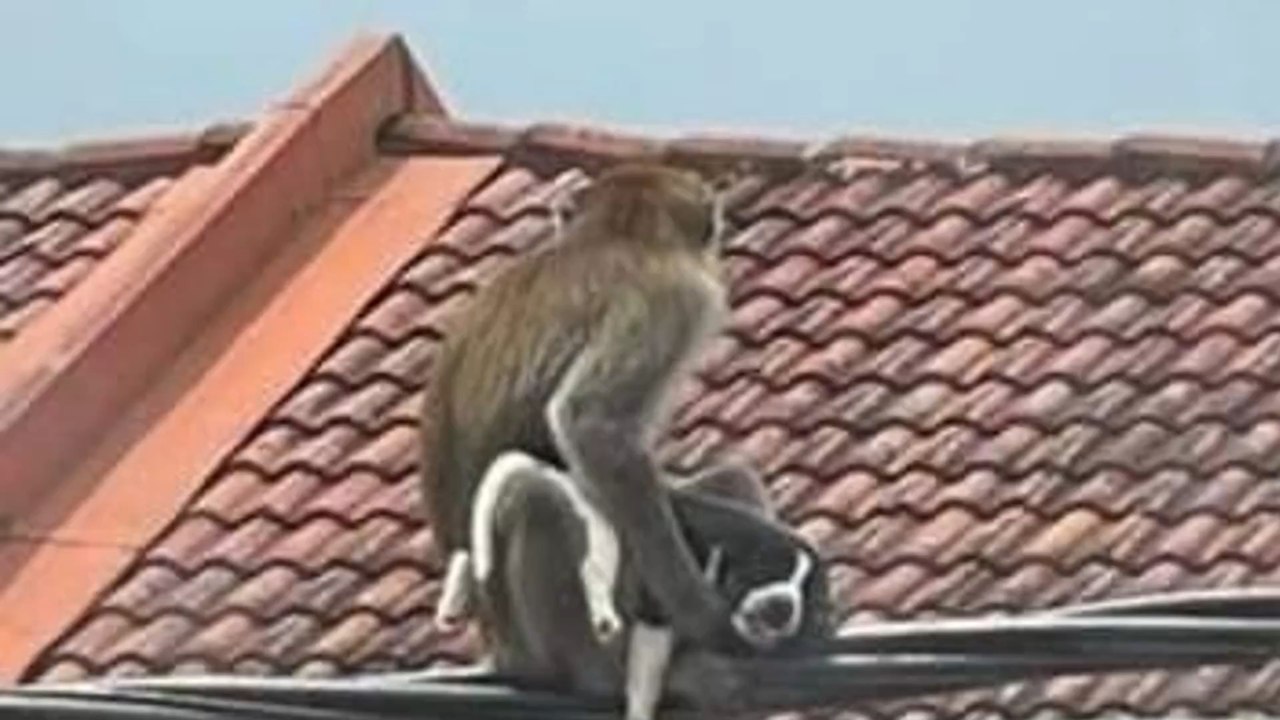 Monkey abducts two-week-old puppy holding it hostage for three days