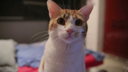 This is how you can tell if your cat is a psychopath