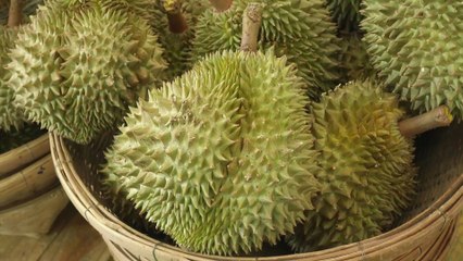 Le durian : tout savoir sur ce fruit qui pue