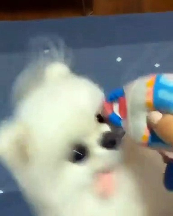 81Cute Dog - #81