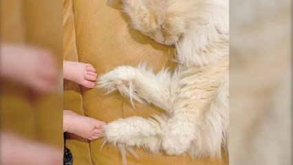 This fluffy cat who looks like a cloud is making the whole internet fall for him