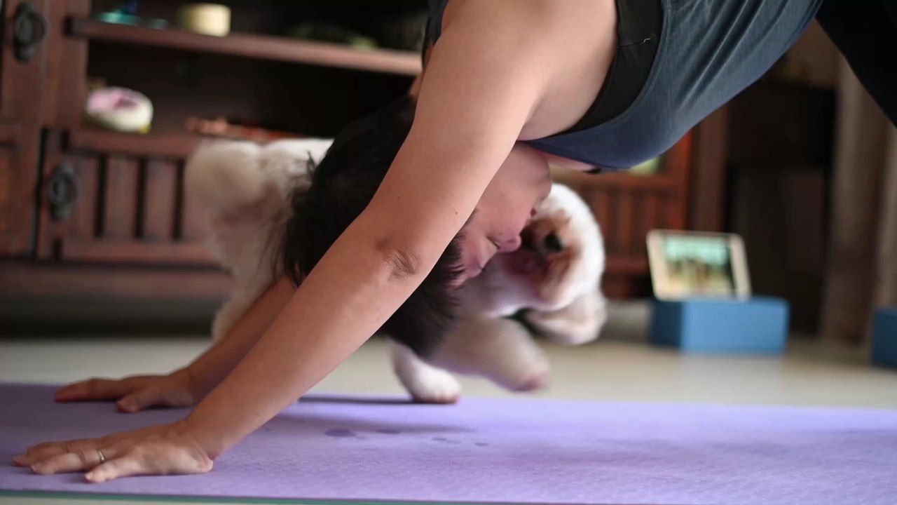 COVID: Big cats experience symptoms similar to humans upon infection