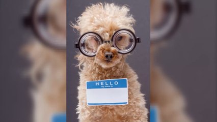 Man gets away with using pet ID as proof of vaccination