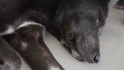 UK records first case of human-to-dog COVID transmission