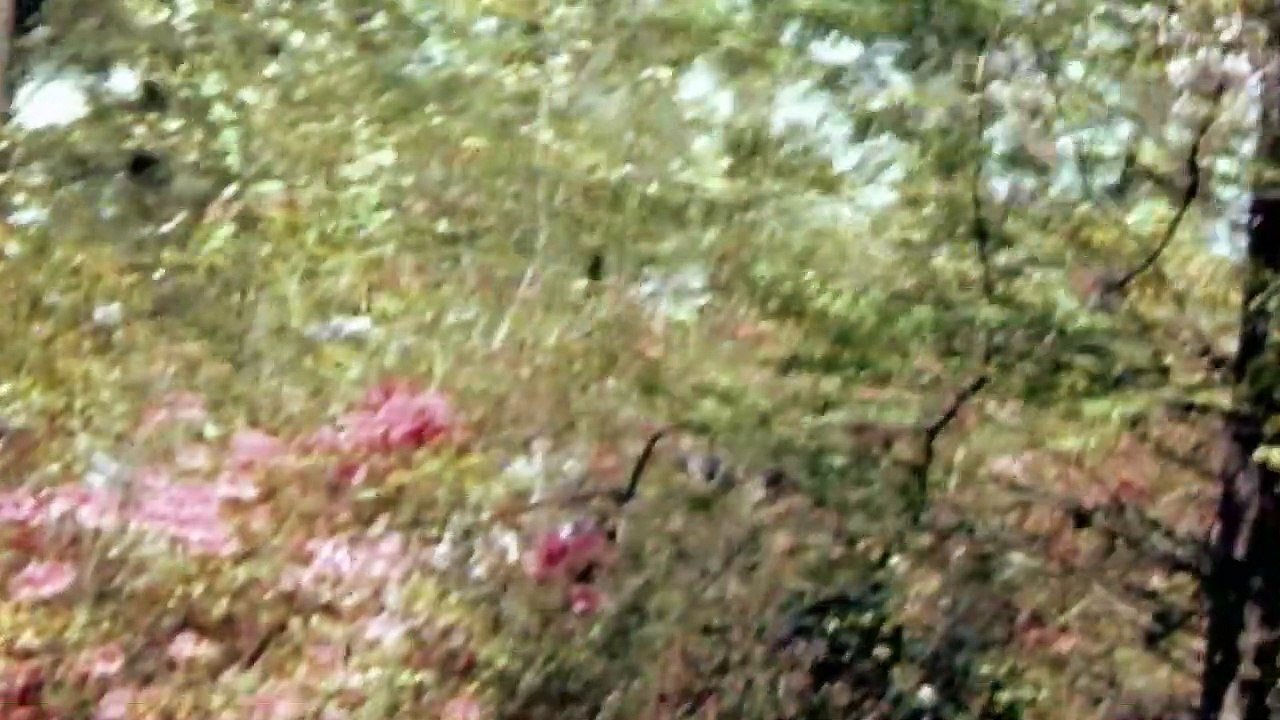 The Road To Freedom Black History & The Civil Rights Movement Part 2