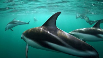 Female orgasm: Dolphin and women's clitorises have this in common