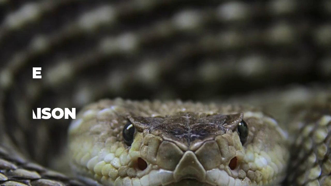 Insolite : 92 serpents à sonnette capturés sous une maison